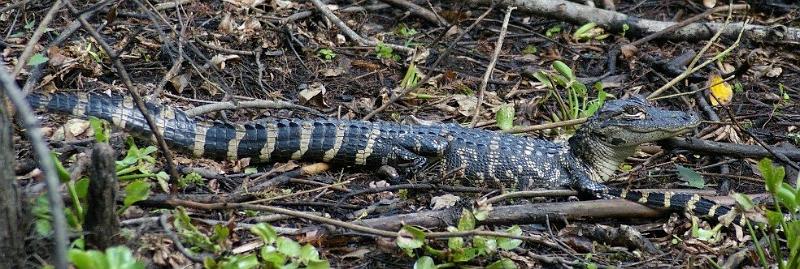 gator1.jpg - This is a wife of NonEntity shot.  K100d and Sigma 70-300mm