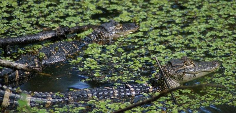 gator2.jpg - Baby alligators, Highlands Hammock Sebring FL.  K100d and 70-300mm Sigma