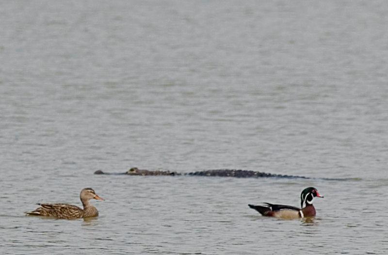 gator4.jpg - I was sure I would finally be able to capture a picture of the circle of life in action but the gator and ducks cruised right by each other.  I tried to split the focus between the two subjects and it did not work out too well but I still thought the shot was interesting.