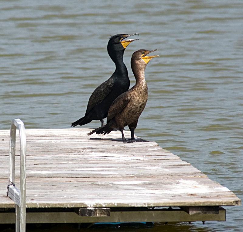 gator5.jpg - Cormorants,