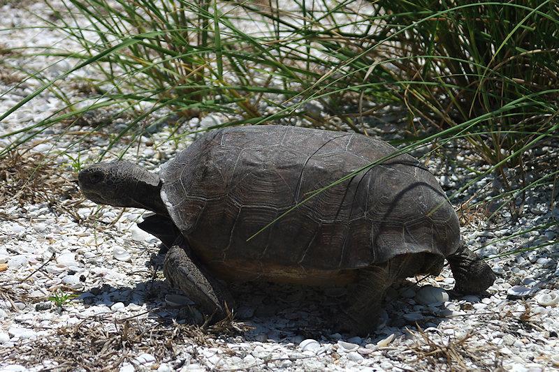 gopher.jpg - Gopher Tortoise, Gasparilla Island FL.  Pentax K20d and Sigma 24-60mm f/2.8.