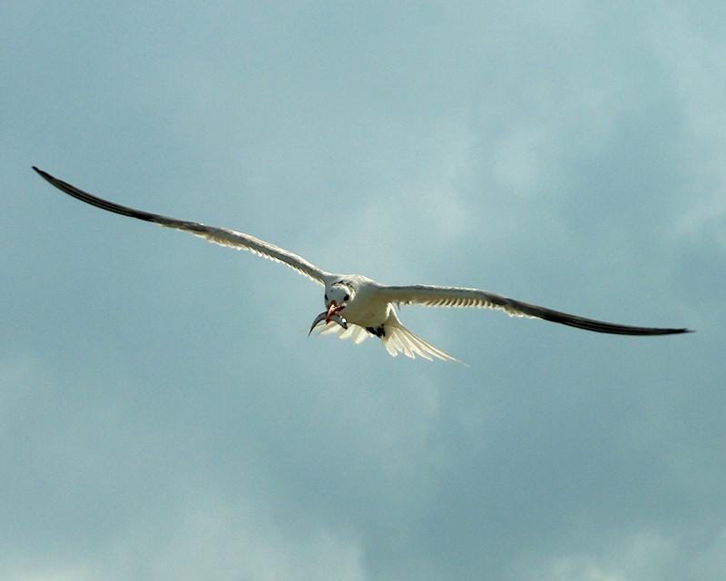 gull1.jpg - Seagull, Gasparilla Island FL.  Pentax K20d and Sigma 24-135mm lens.