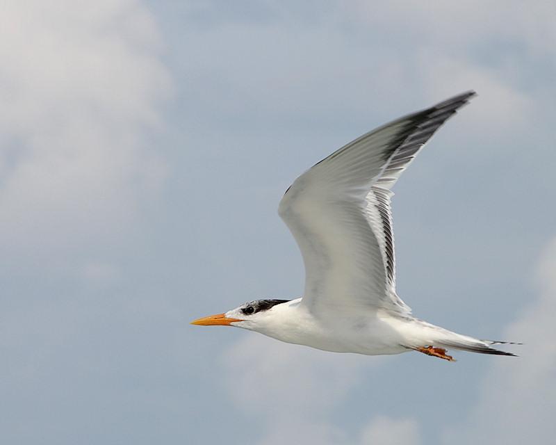 gull2.jpg - Royal Tern in flight, Gasparilla Island FL.  Pentax K20d and Sigma 24-135mm lens.