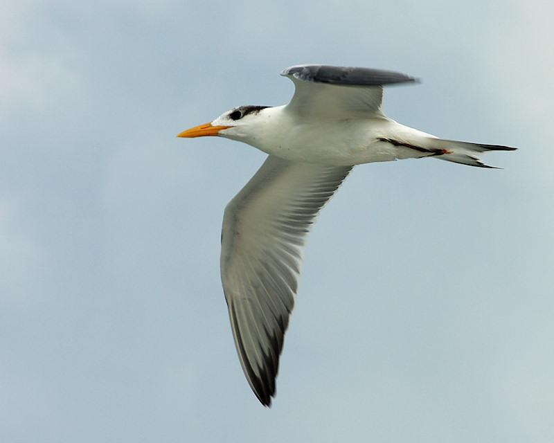 gull3.jpg - Royal Tern in flight, Gasparilla Island FL.  Pentax K20d and Sigma 24-135mm lens.