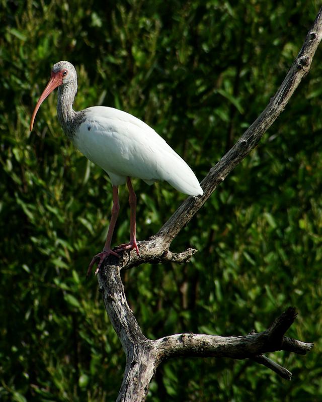 ibis1.jpg - Juvenile Ibis, Gasparilla Island FL.  Pentax K20d and Tokina 100-300 f/4 with Tamron 1.4x teleconverter.