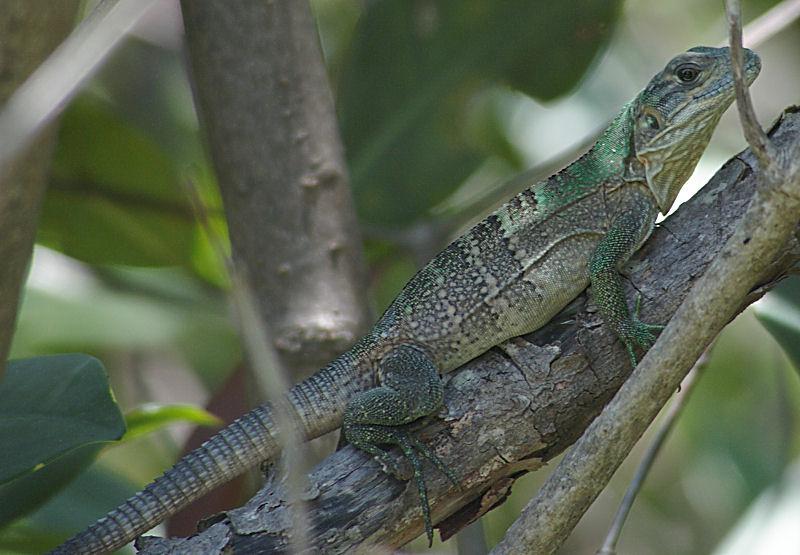 ig1.jpg - Black Spiny Tail Iguana, K100d and Tokina 100-300mm f/4 manual focus lens.  This invasive species has infested Gasparilla Island in Florida.