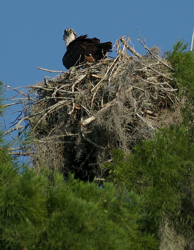osp1.jpg - Osprey in nest, Arbuckly Creek Sebring FL.