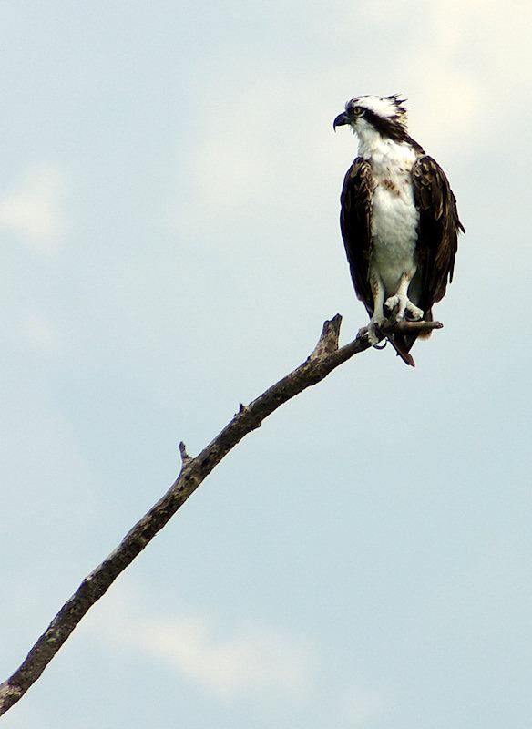 osprey1.jpg - Osprey, Gasparilla Island FL.  Pentax K20d and Tokina 100-300 f/4 with Tamron 1.4x teleconverter.