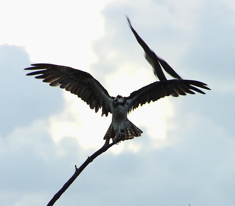 osprey2.jpg - Osprey being harrassed by a smaller bird.  Pentax K20d and Tokina 100-300 f/4 with Tamron 1.4x teleconverter.