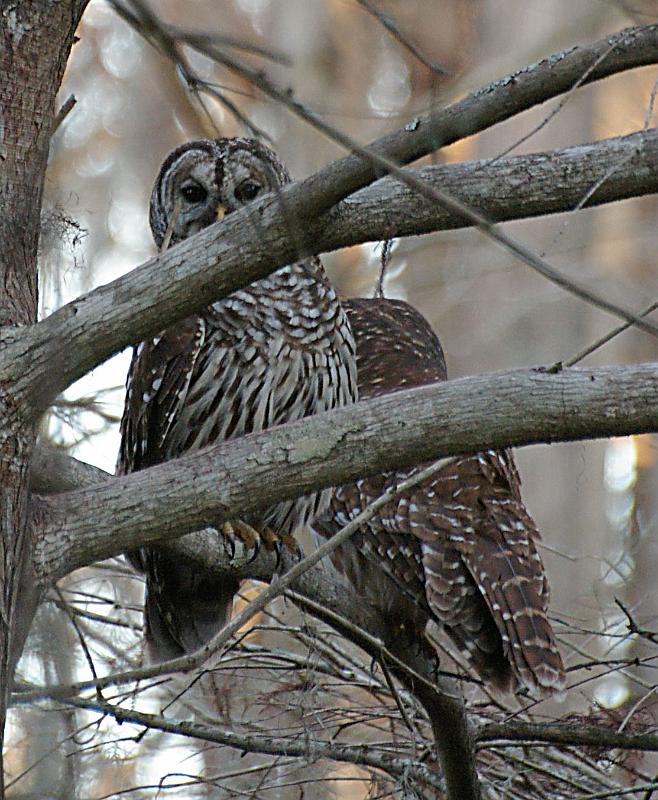 owl2.jpg - Barred Owls.  Their call sounds like "Who cooks for you?  Who cooks for you all?"  It was nearly dark, I was eight feet off the ground in a treestand.  And he was wondering what kept making that clicking sound.