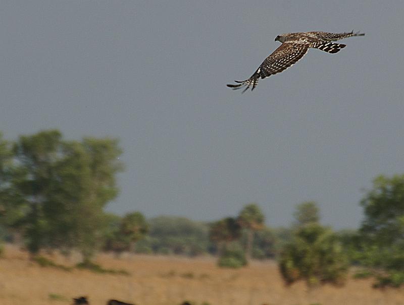 redtail2.jpg - Red Shouldered Hawk in Flight, Buck Island Ranch Lake Placid FL.  K100d and Sigma 70-300mm APO auto focus lens.