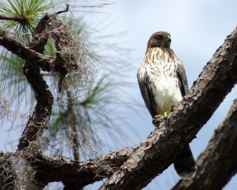 rs1.jpg - Coopers Hawk.  Photographed at Archbold Biological Center Lake Placid FL.  K20d and Tokina AT-X 100-300 f/4 manual focus lens.