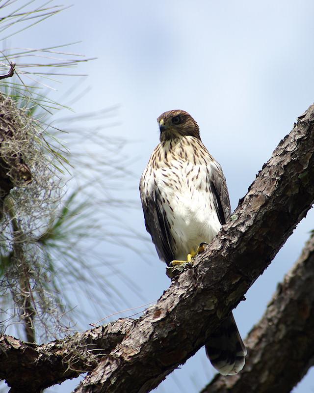 rs2.jpg - Coopers Hawk.  Photographed at Archbold Biological Center Lake Placid FL.  K20d and Tokina AT-X 100-300 f/4 manual focus lens.