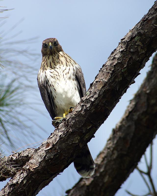 rs3.jpg - Coopers Hawk.  Photographed at Archbold Biological Center Lake Placid FL.  K20d and Tokina AT-X 100-300 f/4 manual focus lens.