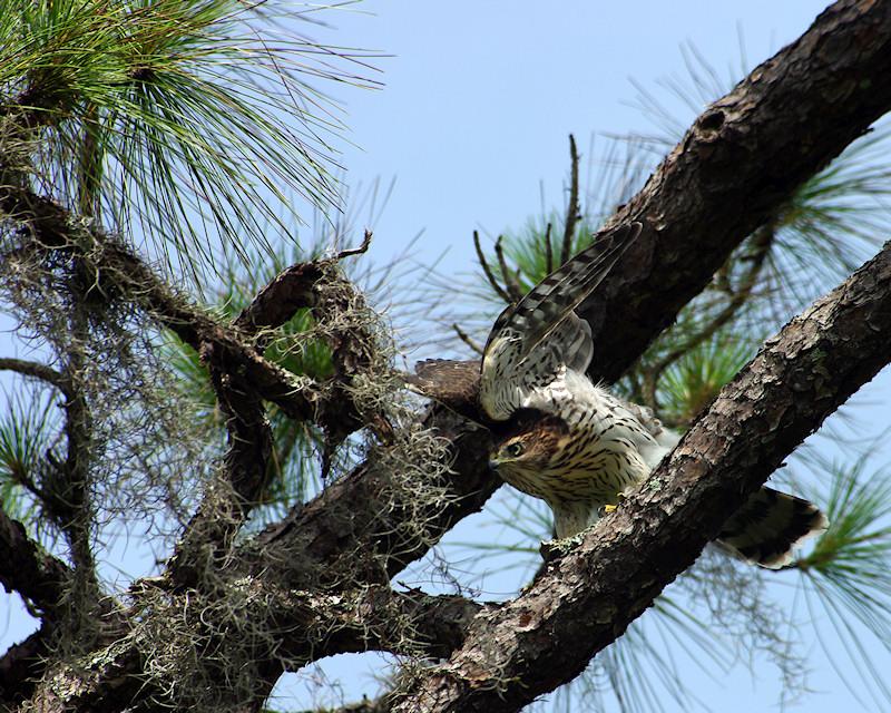 rs4.jpg - Coopers Hawk.  Photographed at Archbold Biological Center Lake Placid FL.  K20d and Tokina AT-X 100-300 f/4 manual focus lens.