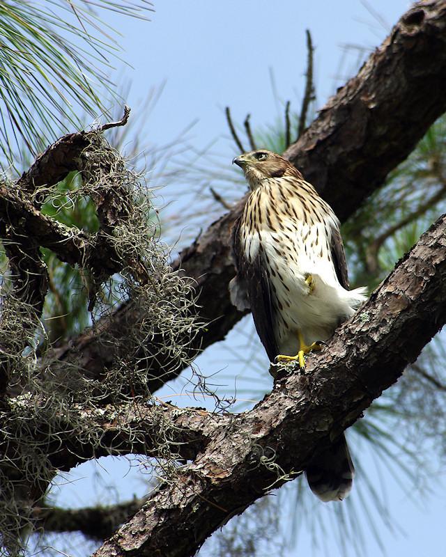 rs5.jpg - Coopers Hawk.  Photographed at Archbold Biological Center Lake Placid FL.  K20d and Tokina AT-X 100-300 f/4 manual focus lens.