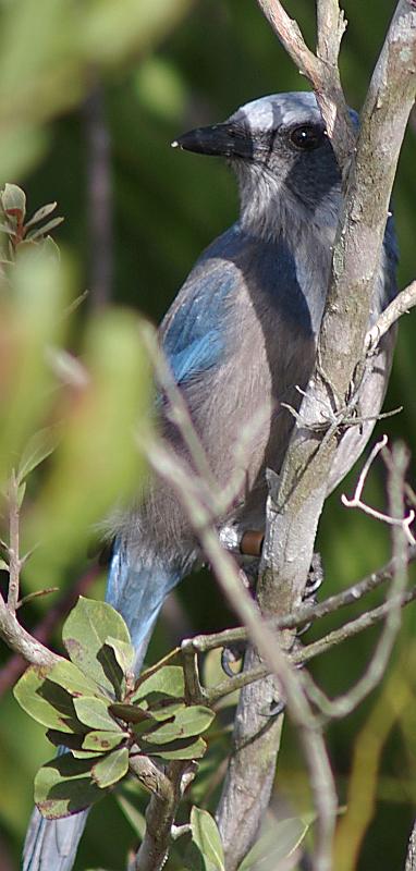 scrubjay.jpg - Photo taken at Archbold Biological Center with the K100d and a Tamron 300mm f/5.6 manual focus lens.