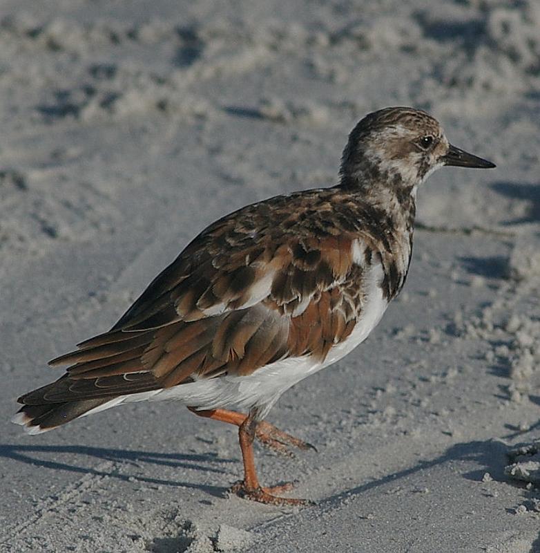 seabird1.jpg - Ruddy Turnstone at St. Augustine Beach.  Tamron 180mm Adaptall lens on the K100d.