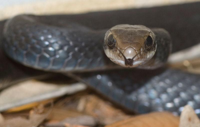 snakecrop3.jpg - Found this snake bayed up by the cat near my front door.  Photo taken with the Kiron/Dine 105mm macro lens.