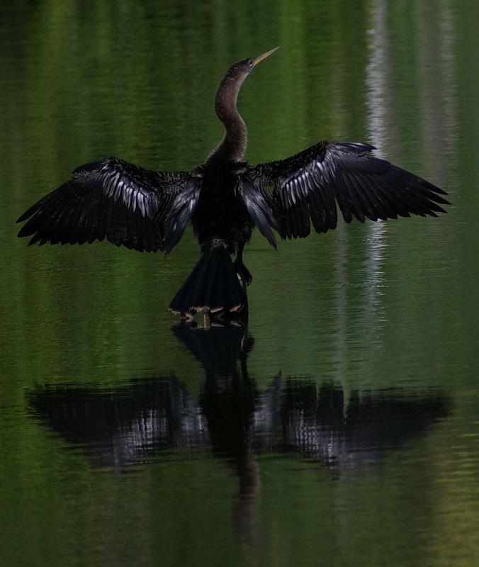 waterturkey100.jpg - Anhinga and reflection.  Lens was a fairly crappy 500mm f/8 but I liked the symmetry of the image.