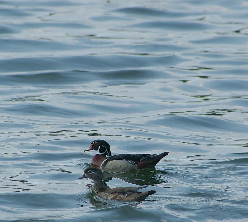 wood1.jpg - Wood Duck pair, one of many that winter in the lake behind my house.  Lens was a Tokina Manual Focus 100-300 AT-X f/4.