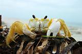 crab